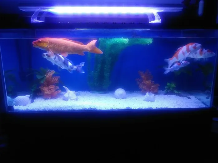 Koran Tropical Fish Picture 3