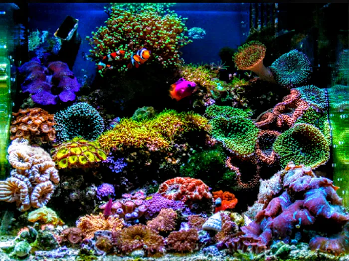 Koran Tropical Fish Picture 9