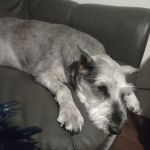 AAWL Community Vet Clinic