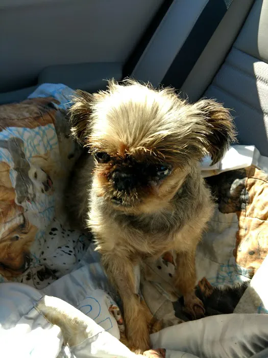 AAWL Community Vet Clinic Picture 8
