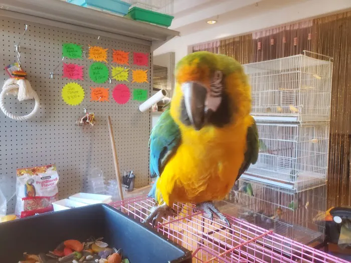 Galeana's Aviary Picture 8