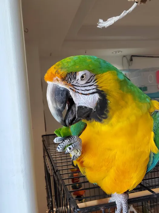 Galeana's Aviary Picture 6