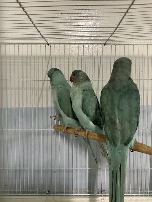 Galeana's Aviary Picture 5