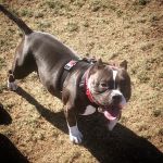 Ingleside Animal Hospital