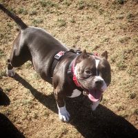 Ingleside Animal Hospital ico
