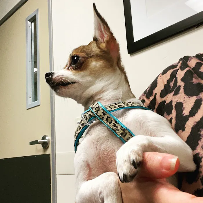 Ingleside Animal Hospital Picture 6