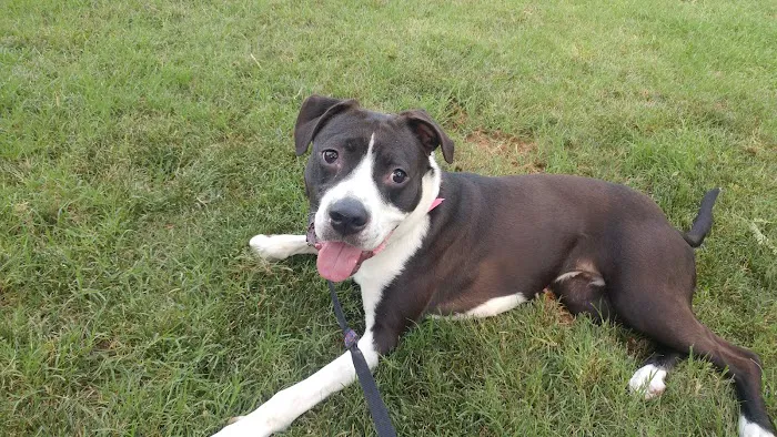 Ingleside Animal Hospital Picture 8