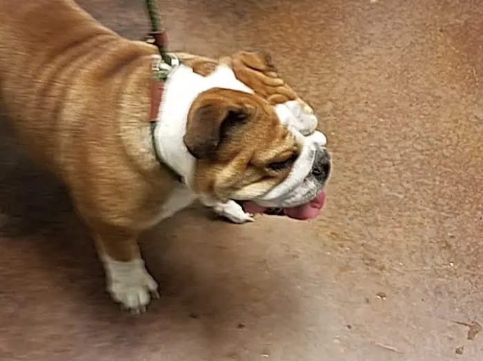 Ingleside Animal Hospital Picture 9