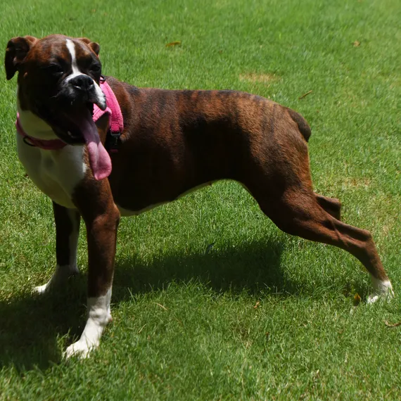 Boxer Puppy Spot Picture 2
