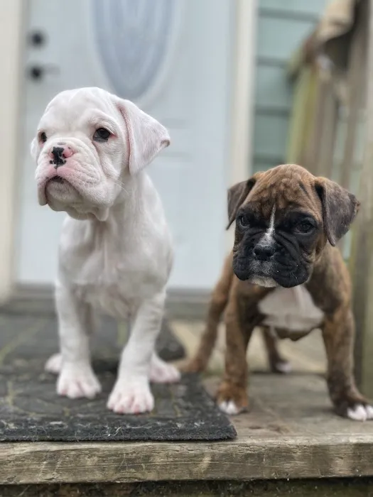 Boxer Puppy Spot Picture 4
