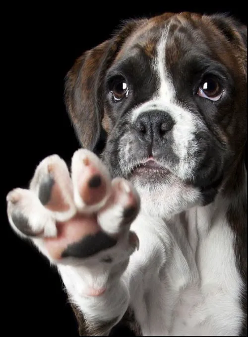Boxer Puppy Spot Picture 3