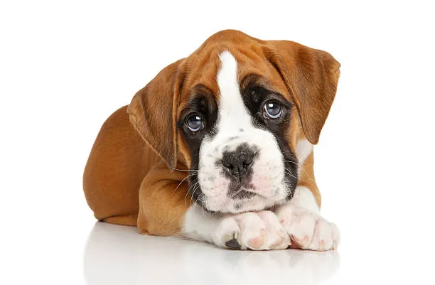 Boxer Puppy Spot Picture 7