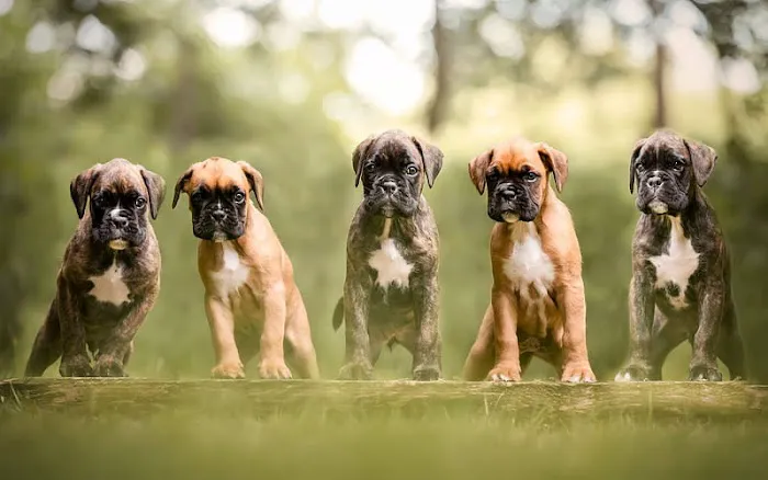 Boxer Puppy Spot Picture 8