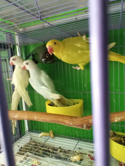 La Periquita Petshop Picture 8
