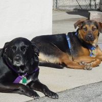 Pet Corner ico