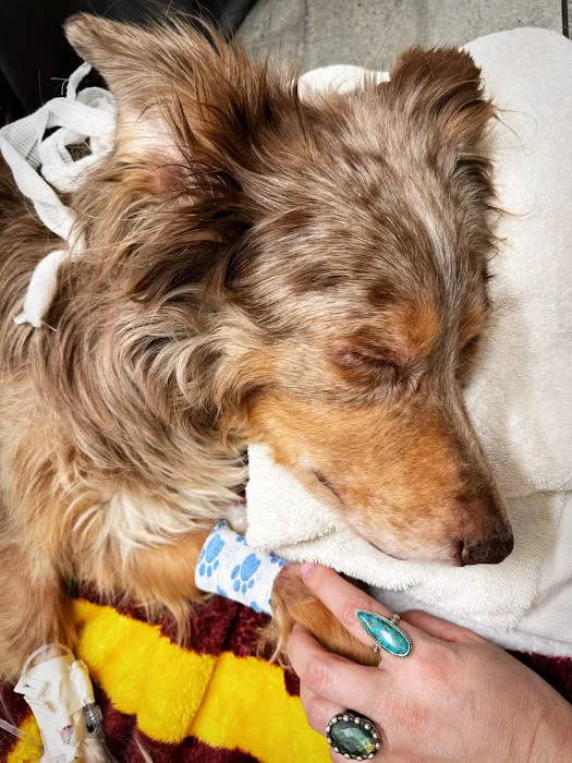 Arcadia Animal Clinic Picture 1
