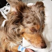 Arcadia Animal Clinic ico