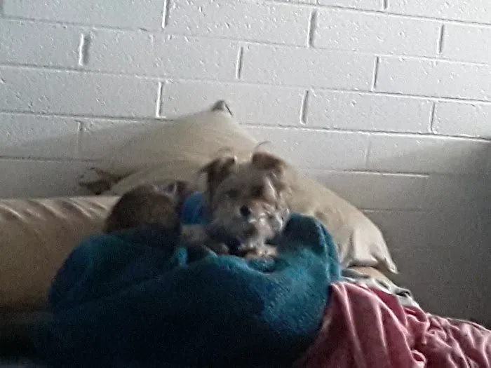 Banfield Pet Hospital Picture 5