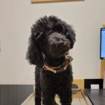 Banfield Pet Hospital