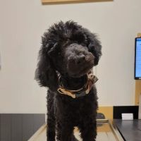 Banfield Pet Hospital ico
