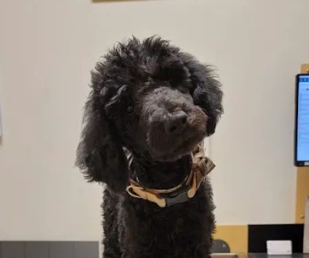 Banfield Pet Hospital