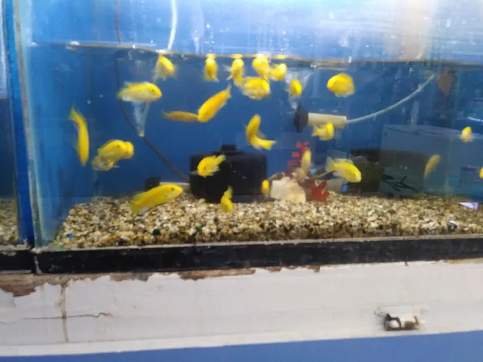 Fumi's Tropical Fish & Pets Picture 3