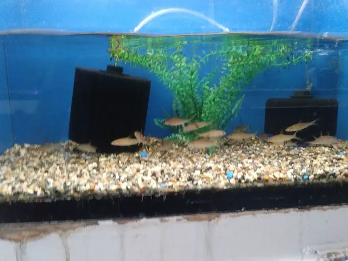 Fumi's Tropical Fish & Pets Picture 4