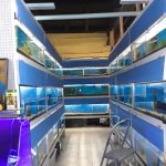 Fumi's Tropical Fish & Pets