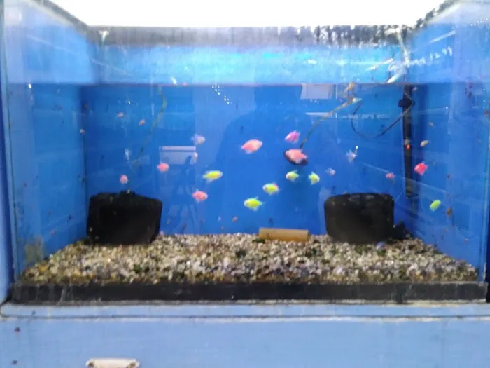 Fumi's Tropical Fish & Pets Picture 6