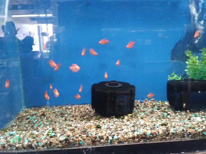 Fumi's Tropical Fish & Pets Picture 9