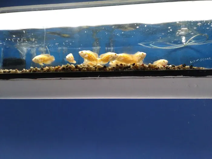 Fumi's Tropical Fish & Pets Picture 5