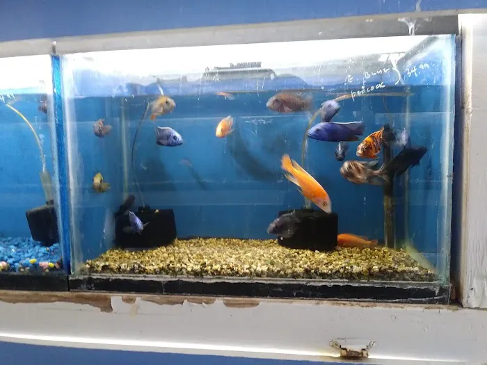 Fumi's Tropical Fish & Pets Picture 10