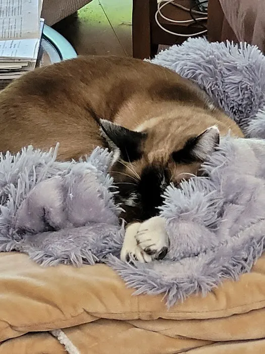 East Maryland Animal Hospital: Martens Melana DVM Picture 3