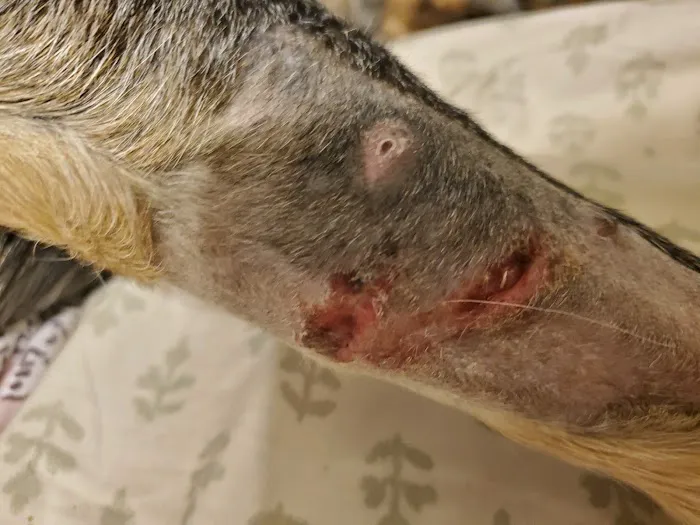 East Maryland Animal Hospital: Martens Melana DVM Picture 1