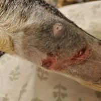 East Maryland Animal Hospital: Martens Melana DVM ico