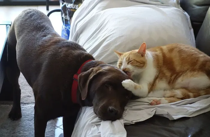 Cats & Dogs Picture 7