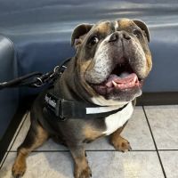East Maryland Animal Hospital ico