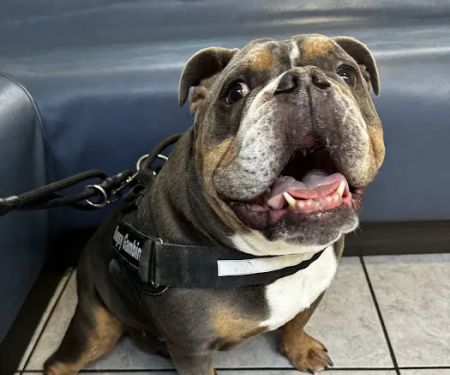 East Maryland Animal Hospital