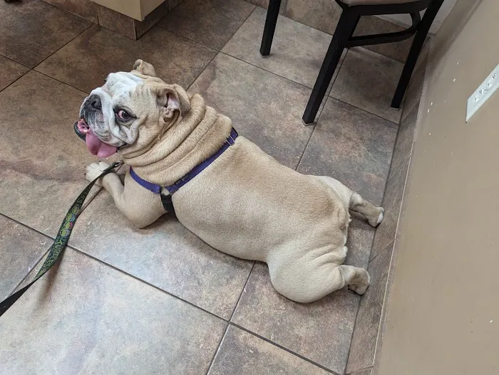 Lovet Pet Health Care - Madison Picture 1