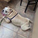 Lovet Pet Health Care - Madison