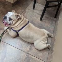 Lovet Pet Health Care - Madison ico
