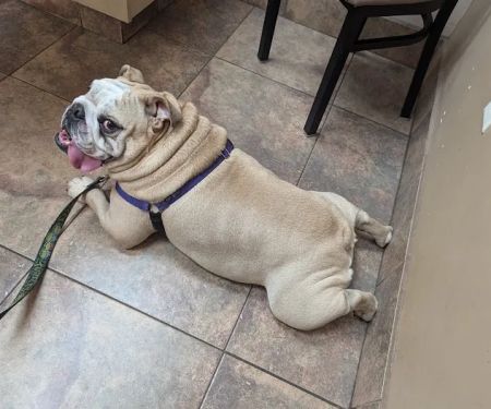 Lovet Pet Health Care - Madison
