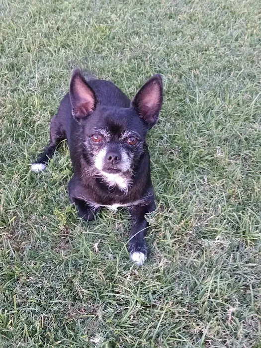 Lovet Pet Health Care - Madison Picture 6