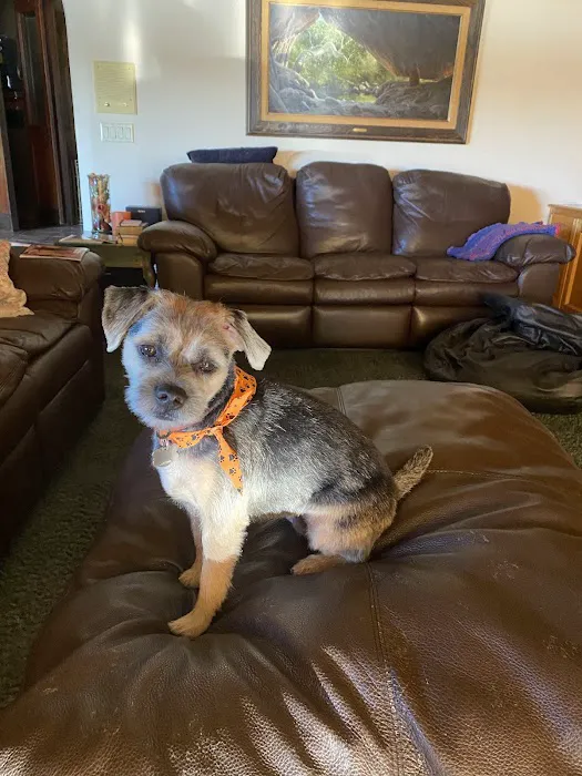 Lovet Pet Health Care - Madison Picture 7