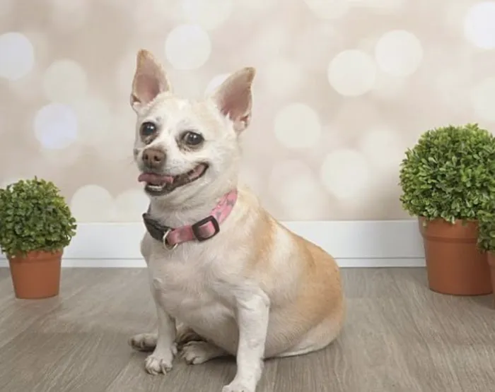Lovet Pet Health Care - Madison Picture 9