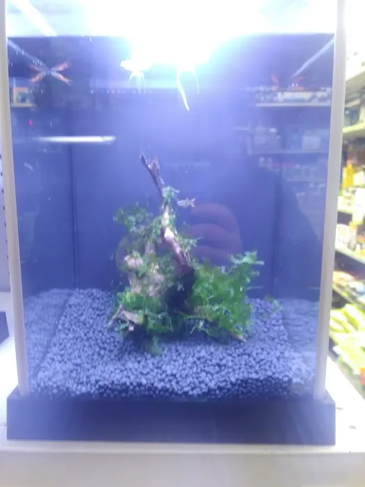Tropical Imports Picture 9