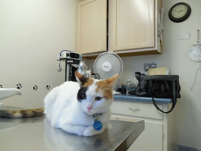 Dreamy Draw Cat Hospital Picture 3