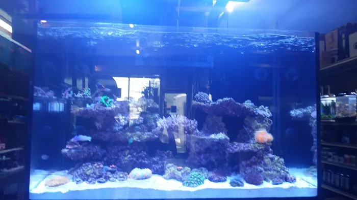Bob's Tropical Fish Picture 4