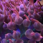 Bob's Tropical Fish