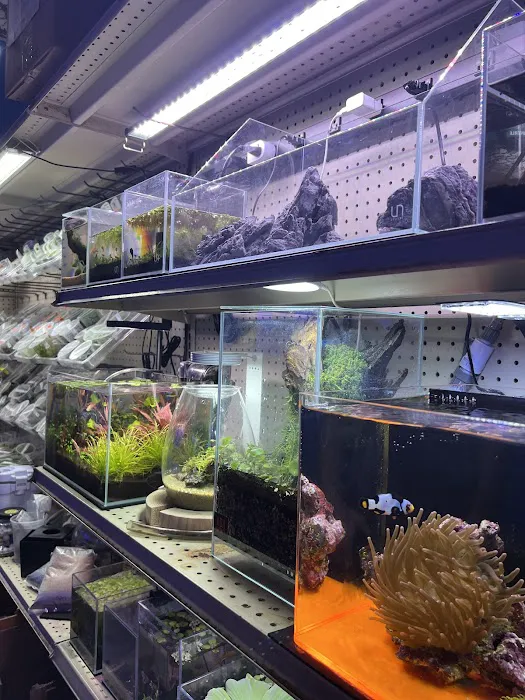 Bob's Tropical Fish Picture 6